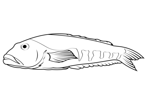 Blue Cod (Parapercis Colias) Coloring Page